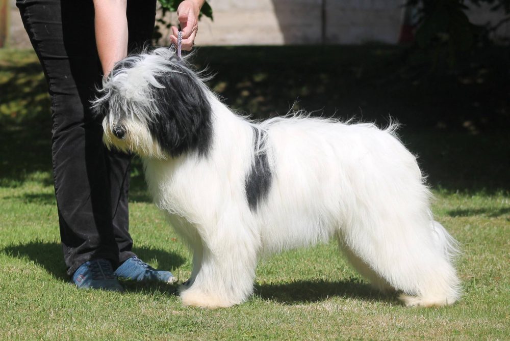Tullie