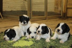Gem Puppies